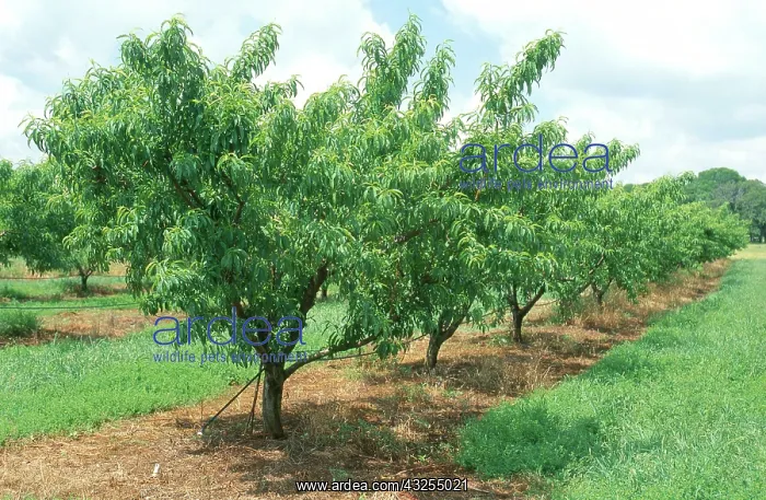 : Peach Trees : Peach Trees