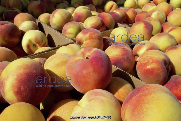 : Peaches. Newly harvested peaches from Idaho : Peaches. Newly harvested peaches from Idaho