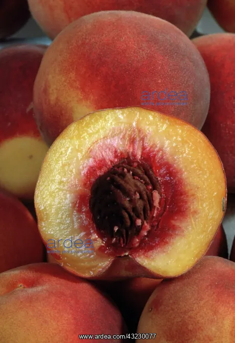 : Peaches (Prunus sp.), with one cut open to show pit : Peaches (Prunus sp.), with one cut open to show pit