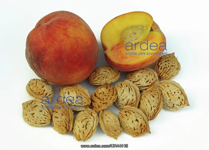 : Peaches and Pits : Peaches and Pits