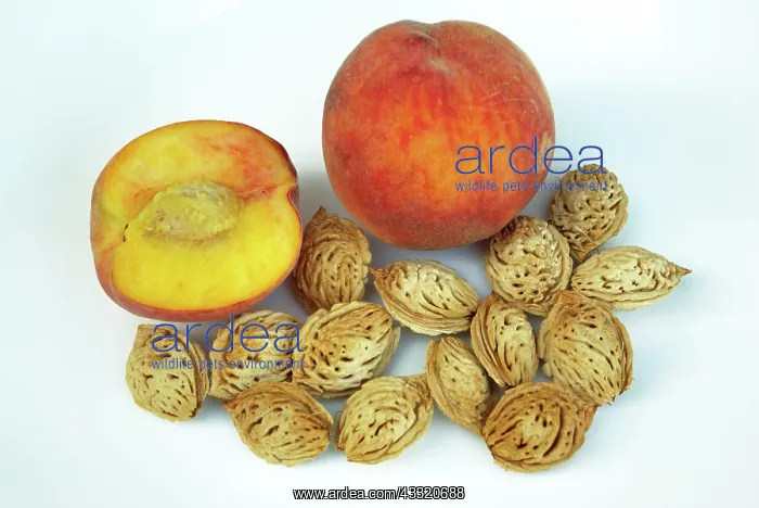 : Peaches and Pits : Peaches and Pits
