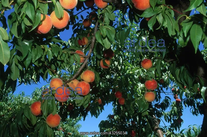 : Peaches on Tree : Peaches on Tree