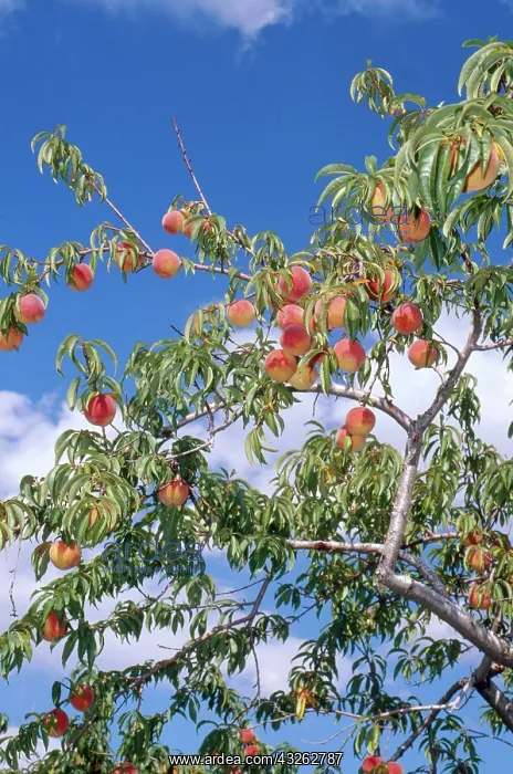 : Peaches on Tree : Peaches on Tree