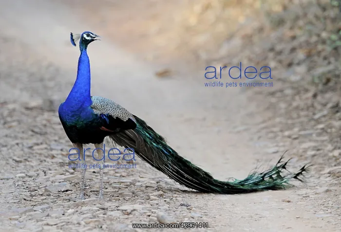 : Peacock (Pavo cristatus). Ranthambhore National Park, Rajasthan, India : Peacock (Pavo cristatus). Ranthambhore National Park, Rajasthan, India