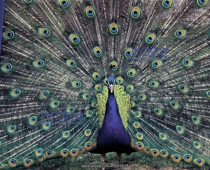 : Peacock (Pavo cristatus) : Peacock (Pavo cristatus)