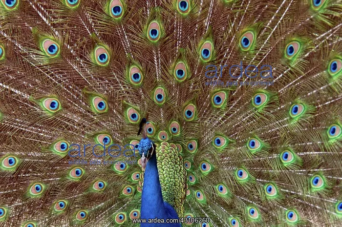 : Peacock. Male Indian peafowl (Pavo cristatus) displaying plumage : Peacock. Male Indian peafowl (Pavo cristatus) displaying plumage