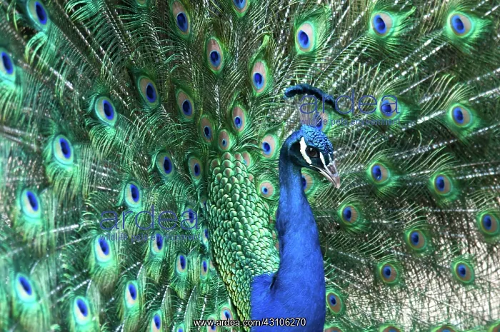 : Peacock. Male Indian peafowl (Pavo cristatus) displaying plumage : Peacock. Male Indian peafowl (Pavo cristatus) displaying plumage