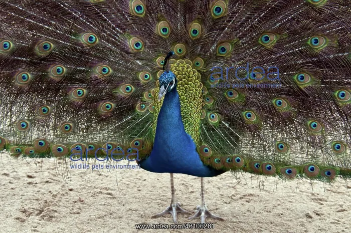 : Peacock. Male Indian peafowl (Pavo cristatus) displaying plumage : Peacock. Male Indian peafowl (Pavo cristatus) displaying plumage