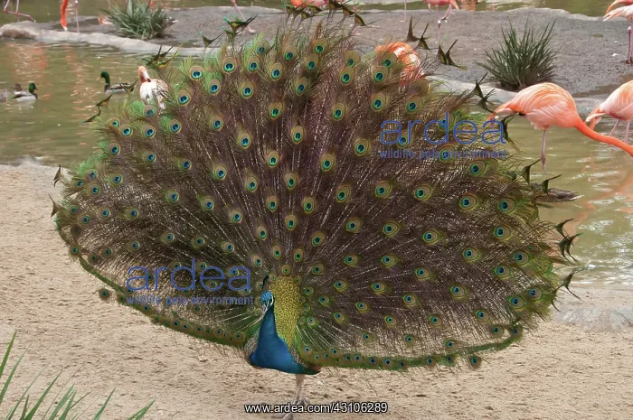 : Peacock. Male Indian peafowl (Pavo cristatus) displaying plumage, in captivity : Peacock. Male Indian peafowl (Pavo cristatus) displaying plumage, in captivity