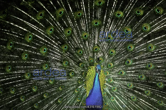 : Peacock (Pavo cristatus) strutting with tail fanned. Northern California : Peacock (Pavo cristatus) strutting with tail fanned. Northern California