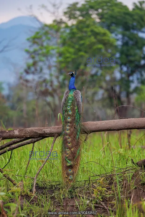 : Peacock. Inde, Assam, Parc national de Manas, Paon bleu : Peacock. Inde, Assam, Parc national de Manas, Paon bleu