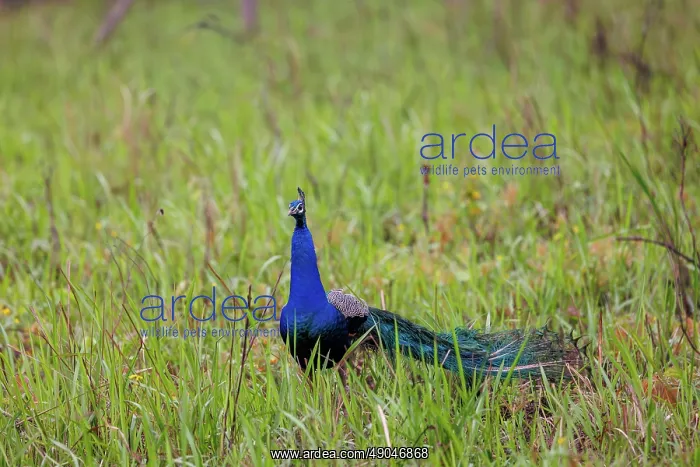 : Peacock. Inde, Assam, Parc national de Manas, Paon bleu : Peacock. Inde, Assam, Parc national de Manas, Paon bleu