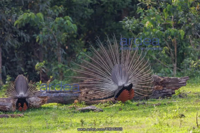 : Peacock. Inde, Assam, Parc national de Manas, Paon bleu : Peacock. Inde, Assam, Parc national de Manas, Paon bleu