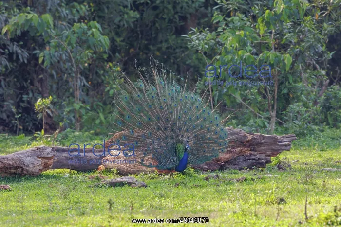 : Peacock. Inde, Assam, Parc national de Manas, Paon bleu : Peacock. Inde, Assam, Parc national de Manas, Paon bleu