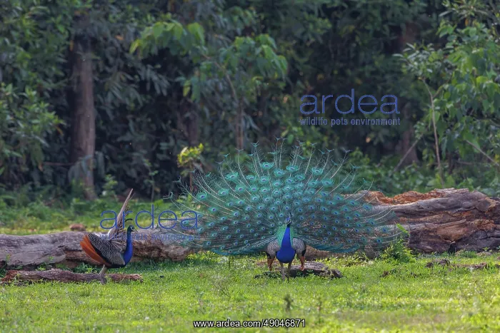 : Peacock. Inde, Assam, Parc national de Manas, Paon bleu : Peacock. Inde, Assam, Parc national de Manas, Paon bleu