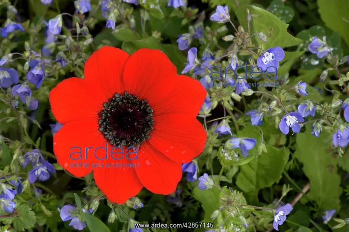 : Peacock anemone amongst blue speedwell (Veronica glauca) : Peacock anemone amongst blue speedwell (Veronica glauca)