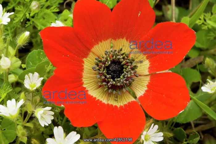 : Peacock Anemone, scarlet form, in flower in spring : Peacock Anemone, scarlet form, in flower in spring