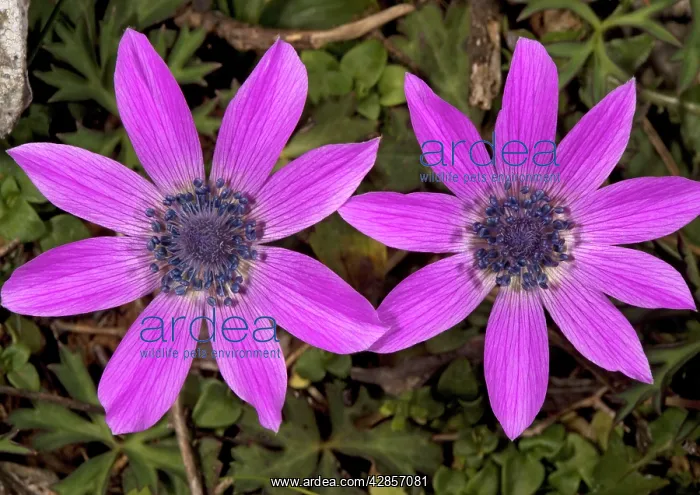 : Peacock anemones : Peacock anemones
