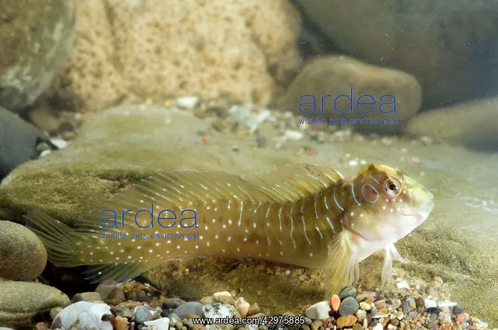 : Peacock blenny - male - in water : Peacock blenny - male - in water
