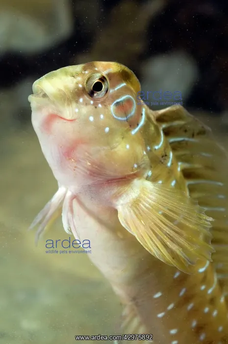 : Peacock blenny - male - in water : Peacock blenny - male - in water