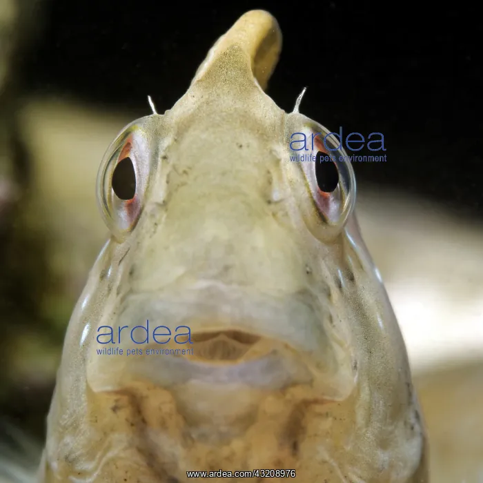 : Peacock Blenny (Salaria pavo) portrait, Around the : Peacock Blenny (Salaria pavo) portrait, Around the