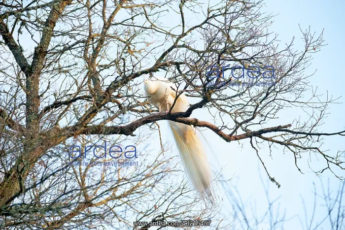 : Peacock blue leucistic male on a branch - Sologne France : Peacock blue leucistic male on a branch - Sologne France