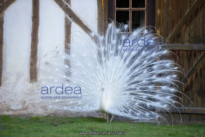 : Peacock blue leucistic male displaying - Sologne France : Peacock blue leucistic male displaying - Sologne France