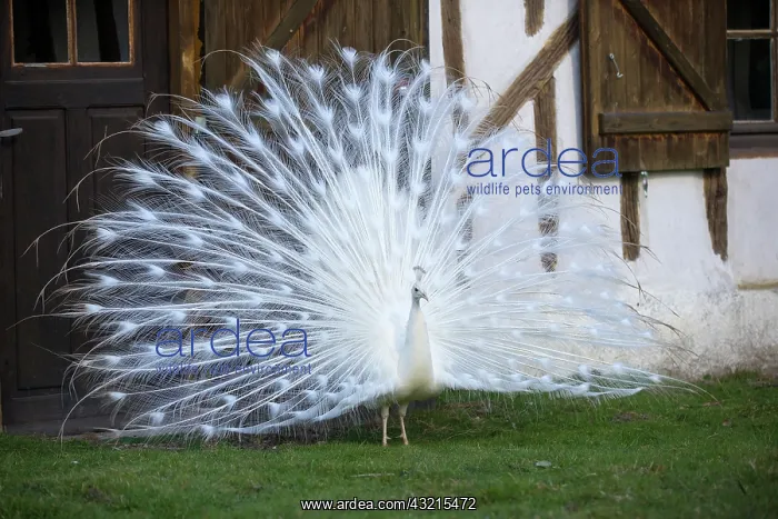 : Peacock blue leucistic male displaying - Sologne France : Peacock blue leucistic male displaying - Sologne France