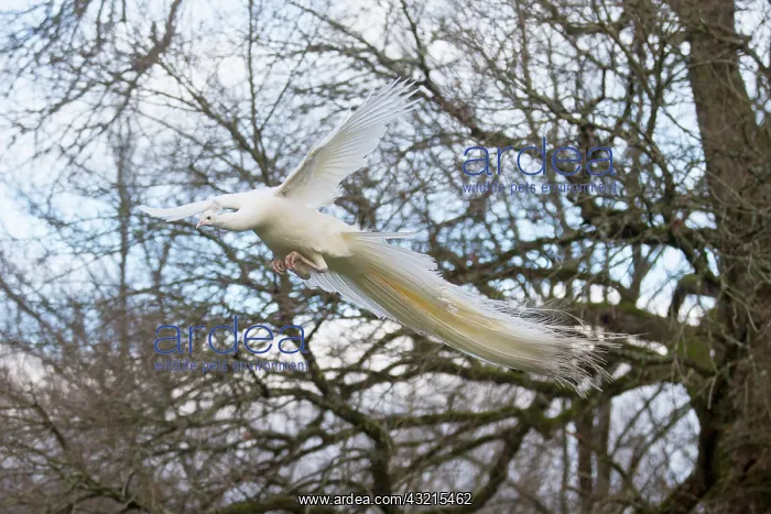 : Peacock blue leucistic male flying away - Sologne France : Peacock blue leucistic male flying away - Sologne France