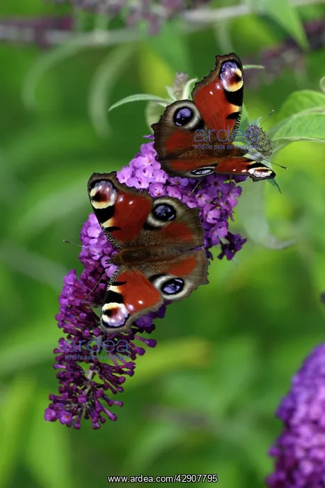 : Peacock Butterfly - 2 feeding on Buddleia plant blossom : Peacock Butterfly - 2 feeding on Buddleia plant blossom