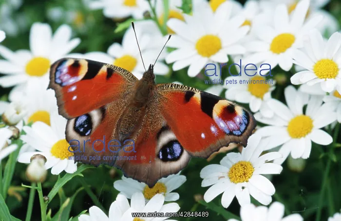  : Peacock BUTTERFLY