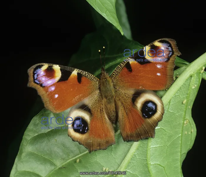 : Peacock butterfly : Peacock butterfly