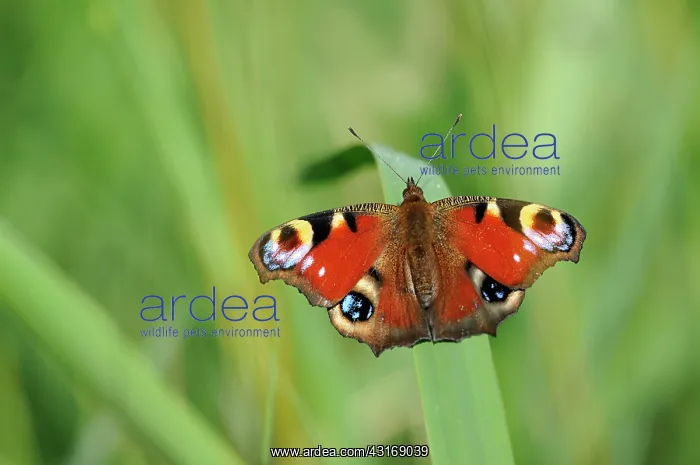 : Peacock Butterfly : Peacock Butterfly