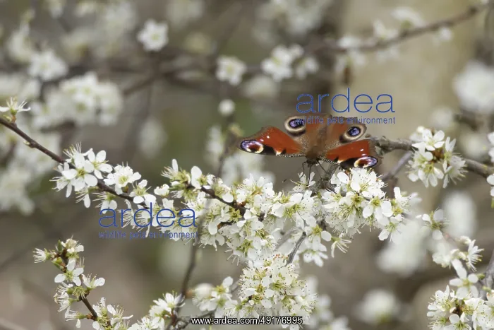 : Peacock butterfly (Aglais io) adult insect feeding on Blackthorn tree blossom in spring : Peacock butterfly (Aglais io) adult insect feeding on Blackthorn tree blossom in spring