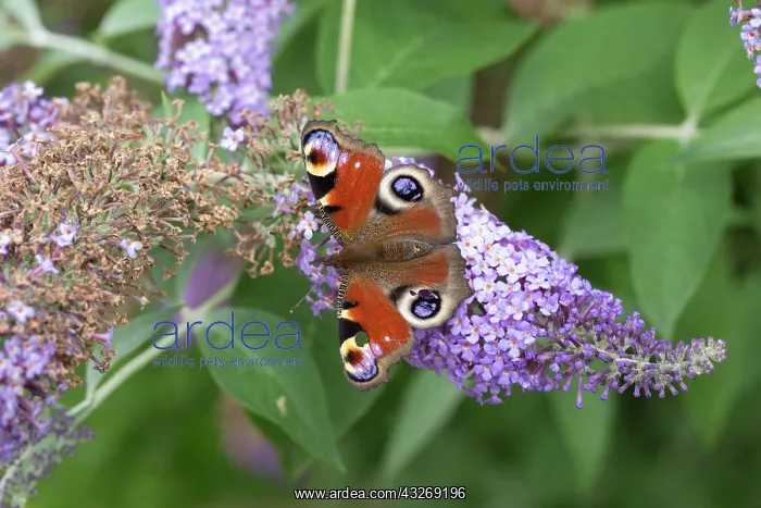 : One Peacock butterfly, Aglais io, feeding on Buddleia : One Peacock butterfly, Aglais io, feeding on Buddleia
