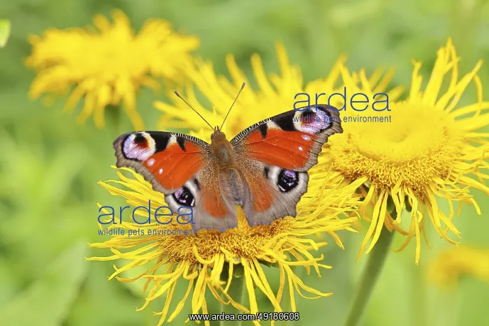 : Peacock butterfly (Aglais io), on a yellow flower of a Great Telekie (Telekia speciosa) : Peacock butterfly (Aglais io), on a yellow flower of a Great Telekie (Telekia speciosa)