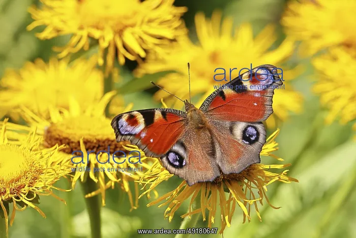 : Peacock butterfly (Aglais io), on a yellow flower of a Great Telekie (Telekia speciosa) : Peacock butterfly (Aglais io), on a yellow flower of a Great Telekie (Telekia speciosa)