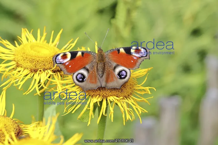 : Peacock butterfly (Aglais io), on a yellow flower of a Great Telekie (Telekia speciosa) : Peacock butterfly (Aglais io), on a yellow flower of a Great Telekie (Telekia speciosa)