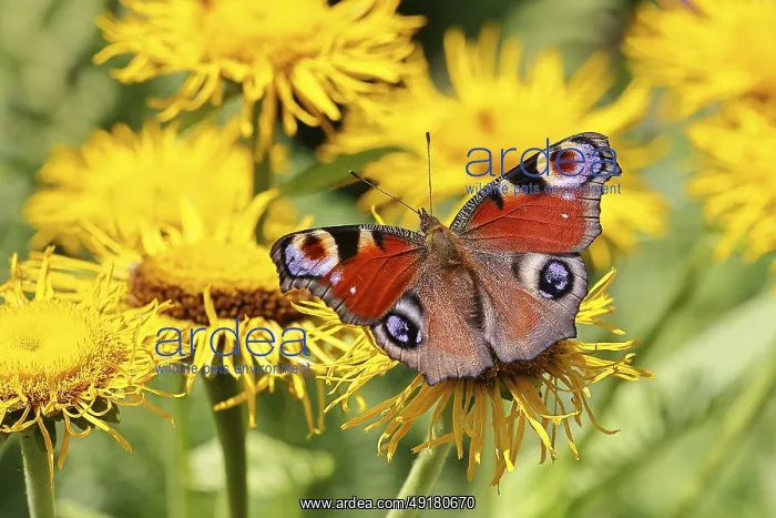 : Peacock butterfly (Aglais io), on a yellow flower of a Great Telekie (Telekia speciosa) : Peacock butterfly (Aglais io), on a yellow flower of a Great Telekie (Telekia speciosa)