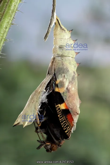 : Peacock Butterfly - Birth of the imago : Peacock Butterfly - Birth of the imago
