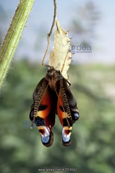 : Peacock Butterfly - Birth of the imago : Peacock Butterfly - Birth of the imago