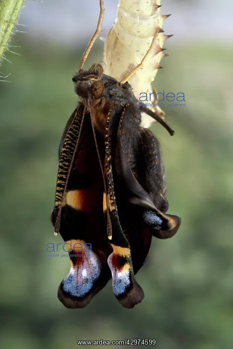  : Peacock Butterfly - Birth of the imago