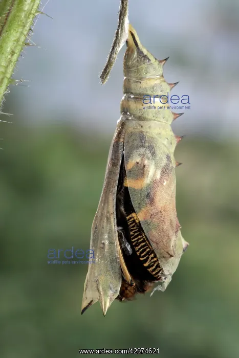 : Peacock Butterfly - Birth of the imago : Peacock Butterfly - Birth of the imago