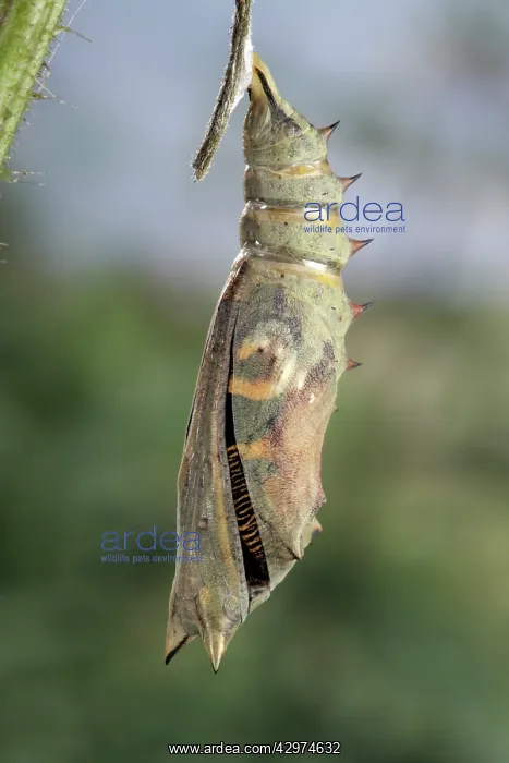 : Peacock Butterfly - Birth of the imago : Peacock Butterfly - Birth of the imago