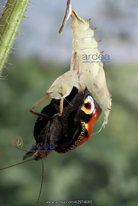 : Peacock Butterfly - Birth of the imago : Peacock Butterfly - Birth of the imago