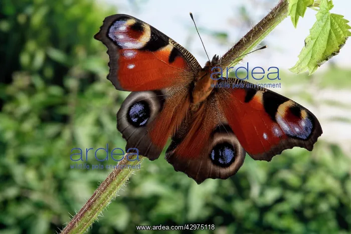 : Peacock Butterfly - Birth of the imago : Peacock Butterfly - Birth of the imago