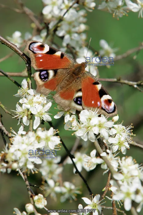 : Peacock Butterfly - on blackthorn blossom (Prunus spinosa) : Peacock Butterfly - on blackthorn blossom (Prunus spinosa)