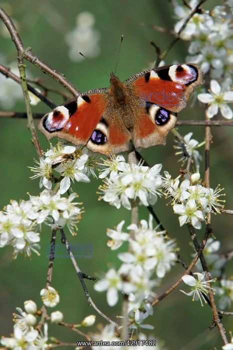 : Peacock Butterfly - on blackthorn blossom (Prunus spinosa) : Peacock Butterfly - on blackthorn blossom (Prunus spinosa)