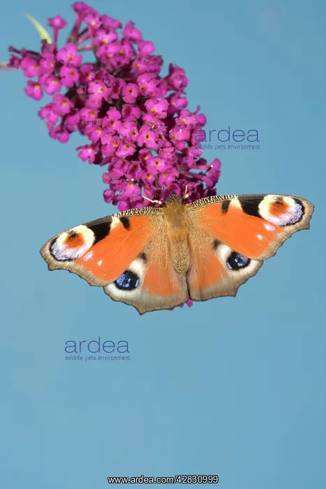 : Peacock Butterfly - on buddleia : Peacock Butterfly - on buddleia