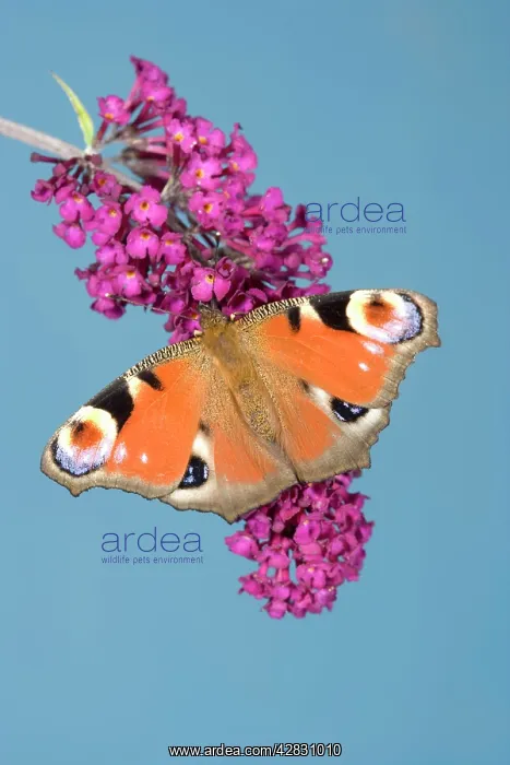 : Peacock Butterfly - on buddleia : Peacock Butterfly - on buddleia